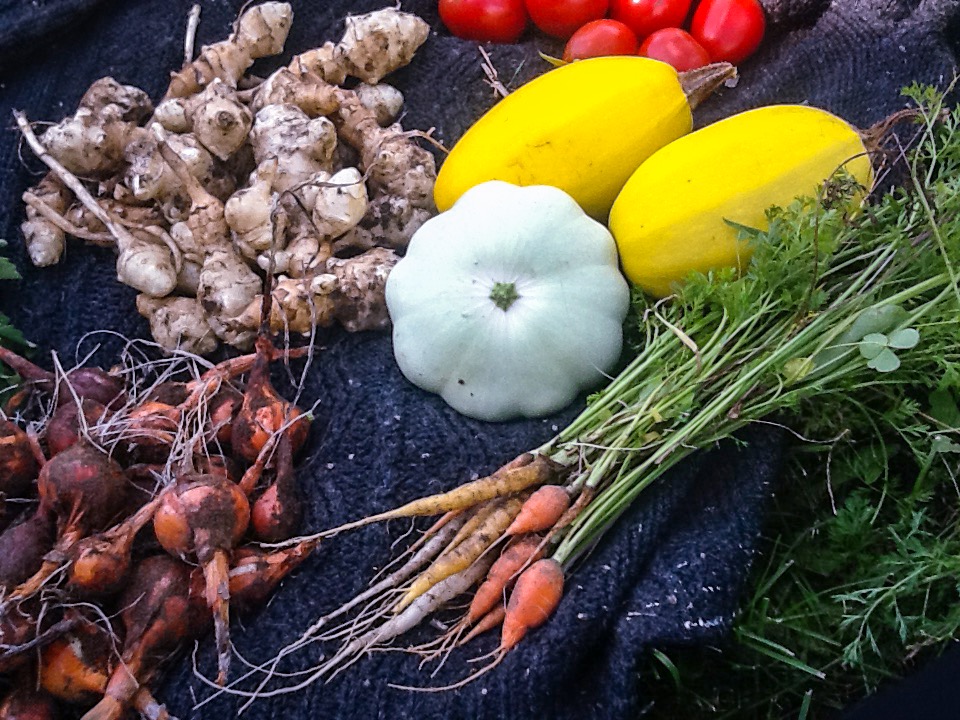 Produce from a garden